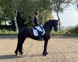 horse Marieke M (Friese, 2012)