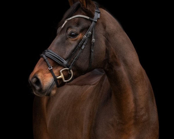 dressage horse Esprimo Ms (Westphalian, 2010, from Exzellento)