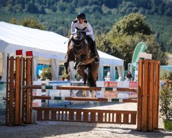 jumper Horka Z (Hungarian Warmblood, 2017, from Concilio)