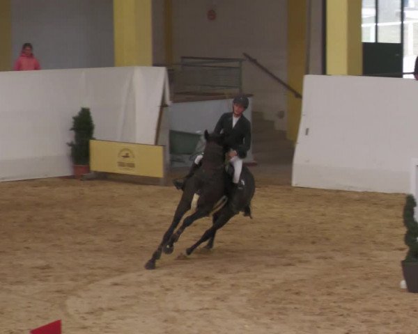 Springturnier Stadl Paura 2023