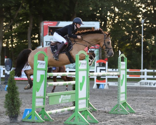 jumper Mister Monk (German Riding Pony, 2005, from Monte Christo)