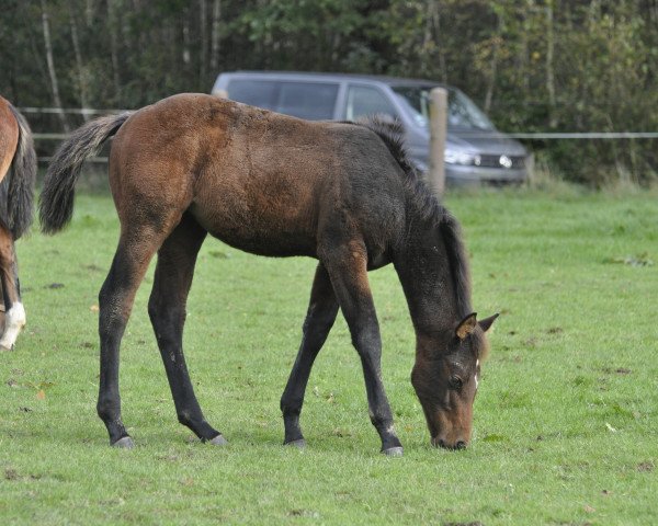horse Vlara N (Oldenburg show jumper, 2023, from Verdi)