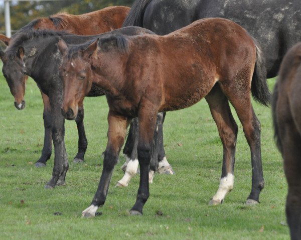 horse Valeri N (Holsteiner, 2023, from Vigaro)