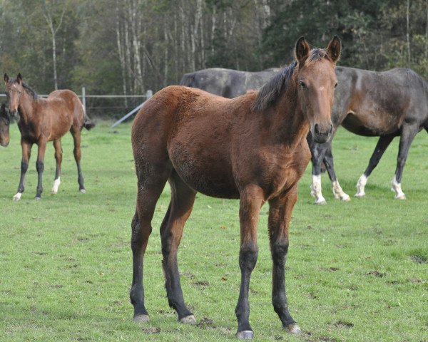 horse Voll Toll N (Oldenburg show jumper, 2023, from Vigaro)