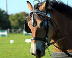 broodmare Narnia (Rhenish-German Cold-Blood, 2020, from Newton)