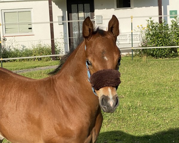 horse Diatoki E (Holsteiner, 2023, from Diablue PS)