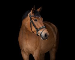 Dressage horse Topas Te Quiero (German Sport Horse, 2017, from Birkhof's Topas Fbw)