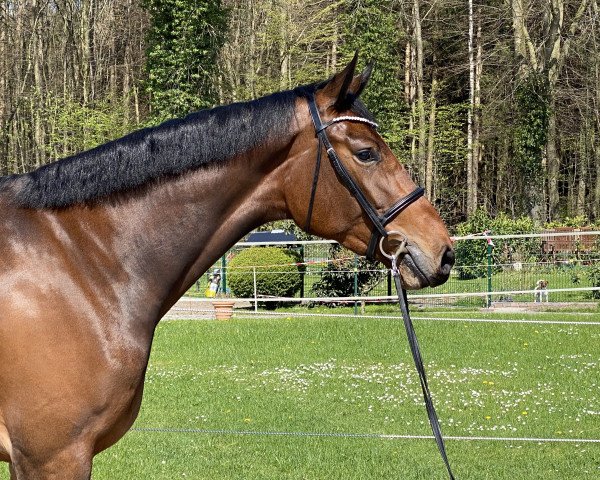 Zuchtstute Najya Ina (Holsteiner, 2020, von Castle Creek)