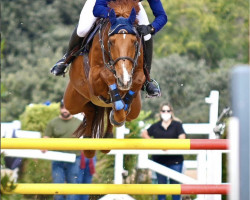 Springpferd Hylke (KWPN (Niederländisches Warmblut), 2012, von Spartacus TN)