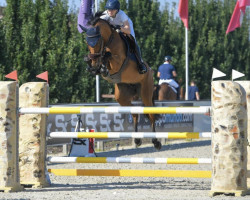 jumper Karamba Hdh (anglo european sporthorse, 2015, from Balpar de Trebox Z)