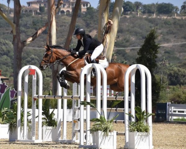 jumper Ferly Orange Z (Zangersheide riding horse, 2016, from Fantomas de Muze)