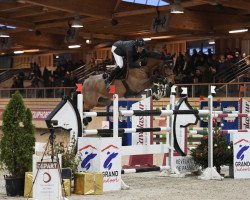 jumper Astro Delorme HDC (Oldenburg show jumper, 2010, from Conthargos)