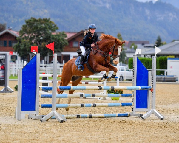 jumper Phillipp 12 (German Riding Pony, 2012, from Palolo Kid)