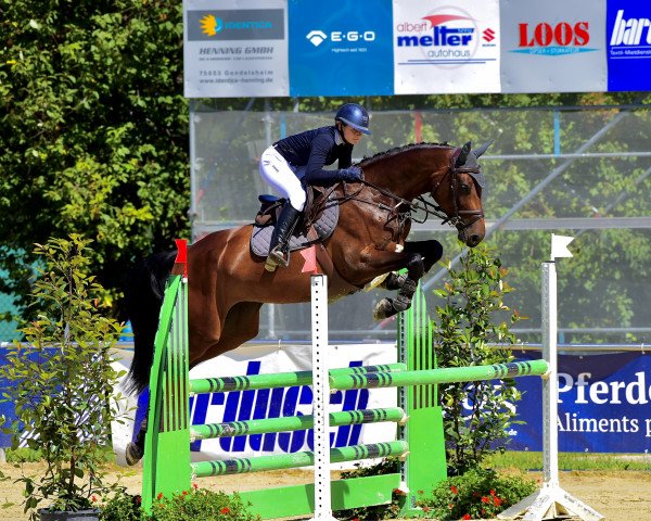 jumper Marylou 17 (KWPN (Royal Dutch Sporthorse), 2017, from Impressive VDL)