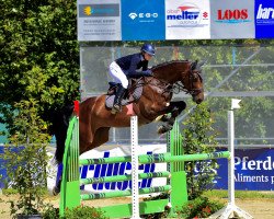 Springpferd Marylou 17 (KWPN (Niederländisches Warmblut), 2017, von Impressive VDL)