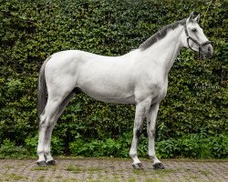 jumper Go on Top 9 (Hanoverian, 2016, from Grey Top)