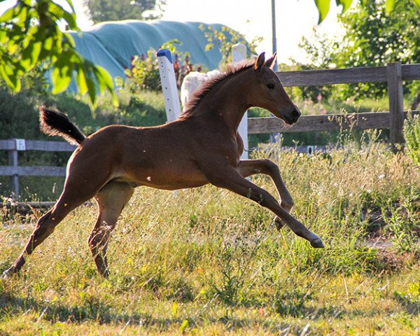 horse Fünf Sterne S (Hanoverian, 2022, from Freigeist)
