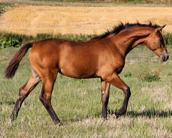 horse Mijou S (Hanoverian, 2022, from Morricone)