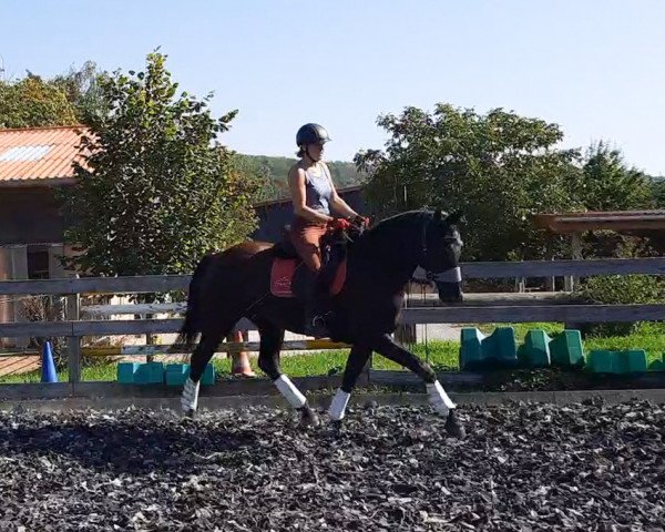 horse Emilia S (Hanoverian, 2019, from Emilio)