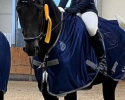 jumper Dobby M (Oldenburg show jumper, 2014, from Don Diarado)