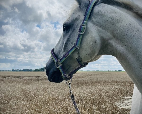dressage horse Fabulous Fugger (Oldenburg, 2011, from Fürst Fugger)