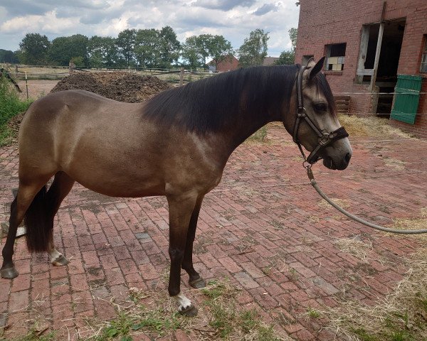 broodmare Fantasie (German Riding Pony, 2020, from Neverland WE)