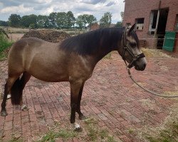 broodmare Fantasie (German Riding Pony, 2020, from Neverland WE)