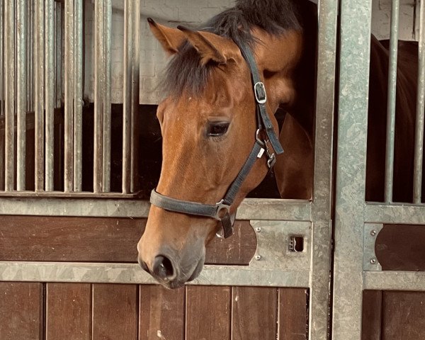 horse Vin Santo H (Oldenburg, 2020, from Vitalis)