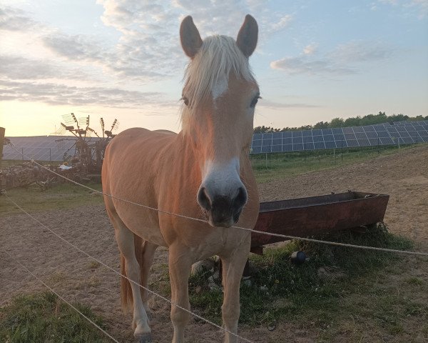 Pferd Alphaville (Haflinger, 2018, von liz.503/T Almkönig)