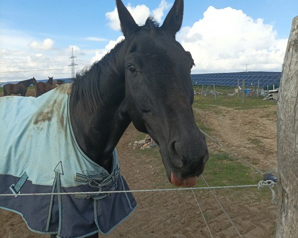 Dressurpferd Deliano (Westfale, 2008, von Don Kennedy)