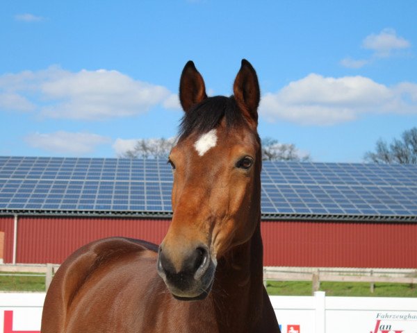 Springpferd Vidalgo 6 (Hannoveraner, 2012, von van Gogh) Springpferd Vidalgo 6 (Hannoveraner, 2012, von van Gogh)