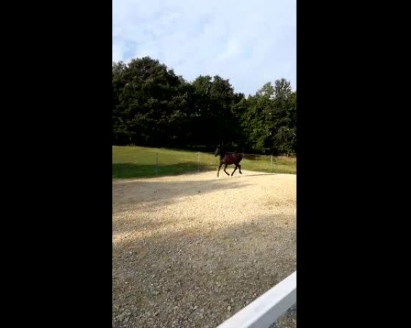 Video von San Rico