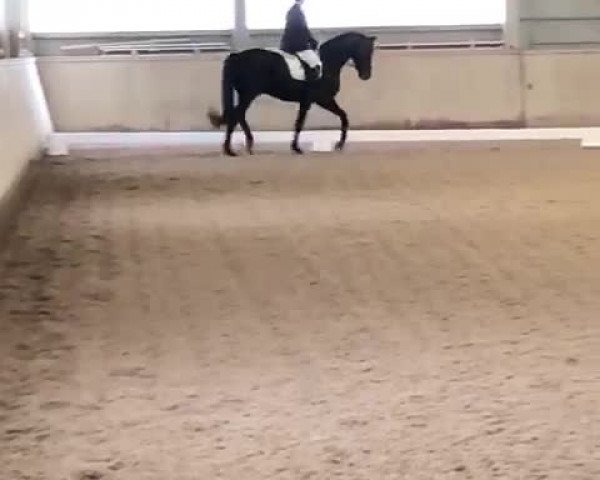 Video von San Rico