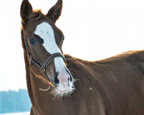 horse Solea JMJ (German Sport Horse, 2022, from Sir Donnerhall I)