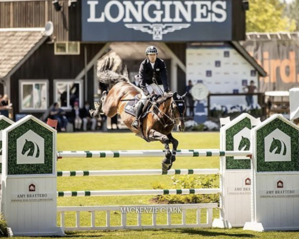 stallion Kadans van de Mispelaere (Belgian Warmblood, 2010, from Wandor van de Mispelaere D'10)