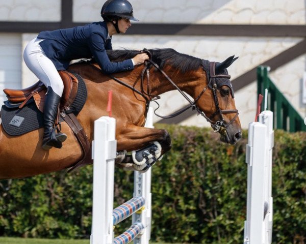 jumper Uranie du Tillard (Selle Français, 2008, from Baloubet du Rouet)