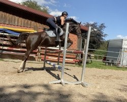 Springpferd Let's Go Lady Marmelade (KWPN (Niederländisches Warmblut), 2016, von Atleet)