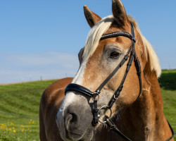 dressage horse Rocco 413 (Haflinger, 2005)