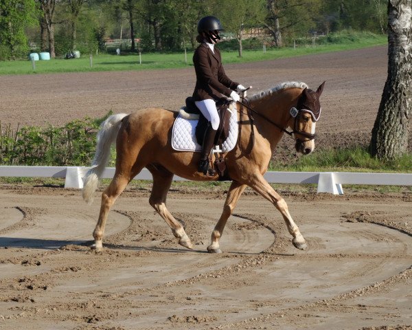 dressage horse Nurlan (German Riding Pony, 2009, from Nacromancer inthe dark)