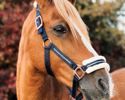 Dressurpferd Hugo Egon D (Deutsches Reitpony, 2011, von Hot Cream 3)
