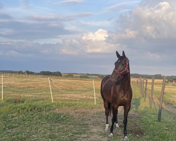 Pferd Dreamlight (Hannoveraner, 2019, von Don Martillo)