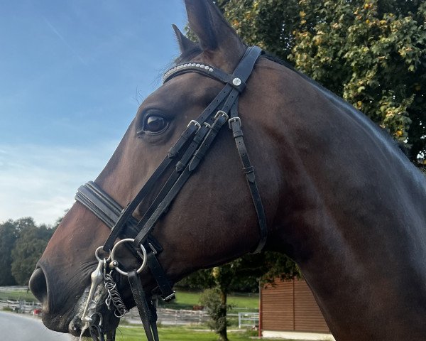 horse Humphrey RT (KWPN (Royal Dutch Sporthorse), 2012, from Rubiquil)