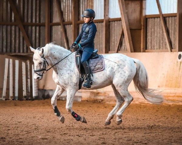 dressage horse Bar Cody (Appaloosa, 1998)