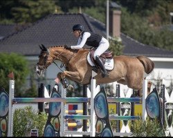 jumper K&t Geromino (Swedish Warmblood, 2015, from Gamelus R (G.Amelusa R53))