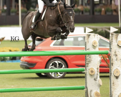 Springpferd K.i Pella Horta (Belgisches Warmblut, 2015, von Le Diamant Horta)