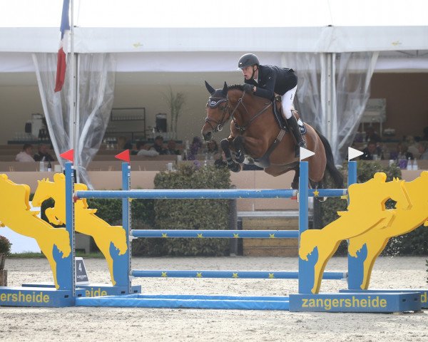 jumper Tokyo 4 (Holsteiner, 2015, from Toulon)