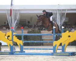 Springpferd Tokyo 4 (Holsteiner, 2015, von Toulon)