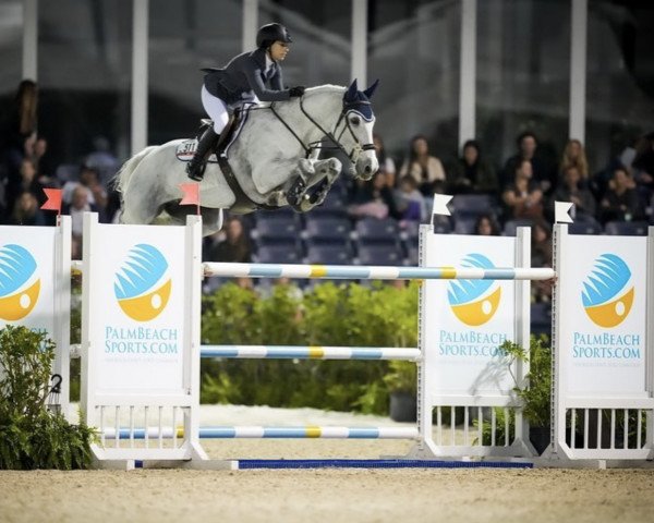 broodmare Curious Friday (Swedish Warmblood, 2011, from VDL Cardento 933)