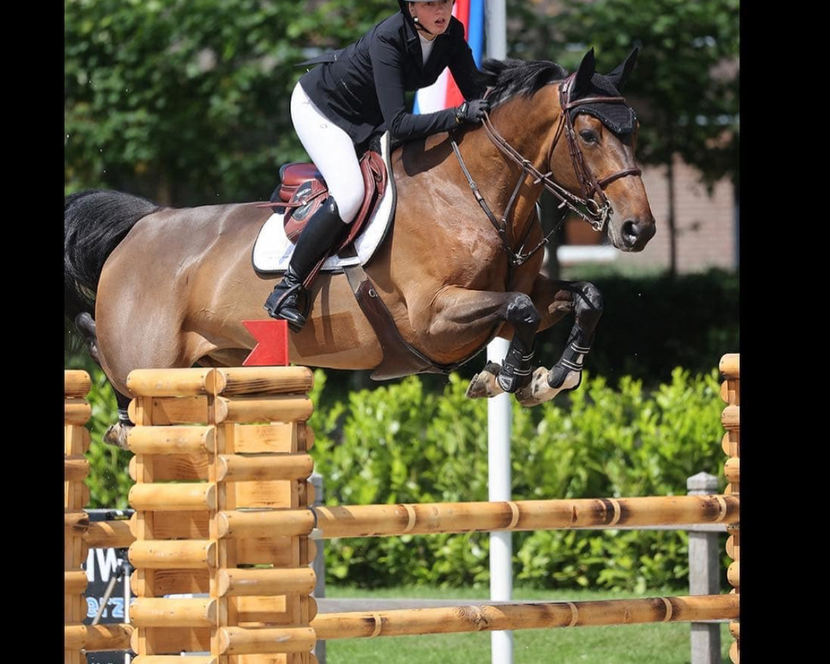 Springpferd Delphi M Z (Zangersheide Reitpferd, 2014, von Diamant de Semilly)