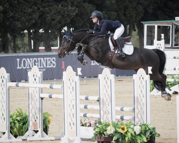stallion Gladstone HDH (Westphalian, 2011, from Capistrano 2)